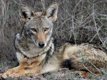 Mythical Beast In Texas Is Just A Coyote