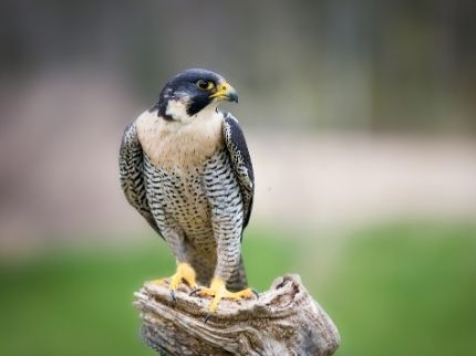 DNA Database for Falcon Chicks