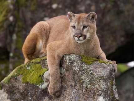 Dead Mountain Lion To Be Genetically Tested In New York