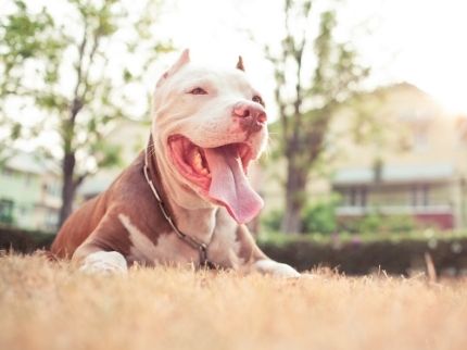 Positive News for Whidbey Island “Pit Bull” Owners Part 2