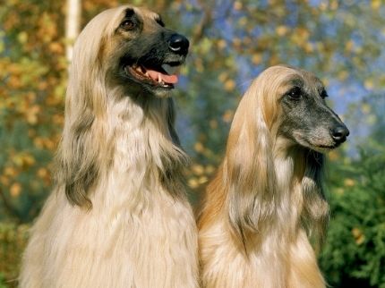 Scientists have cloned man’s best friend