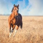 New Insight Into Horse Evolution