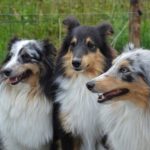 DNA Mixed Dog Breed Testing